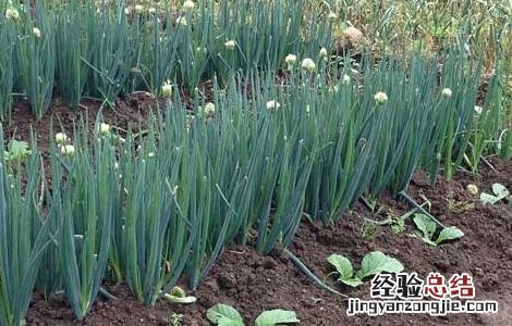 大葱种植技术视频 大葱种植技术视频讲解