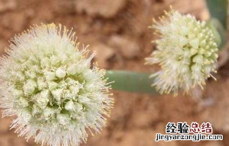 大葱的种植时间和方法 大葱的种植时间