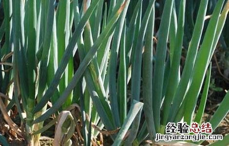 大葱的种植时间和方法 大葱的种植时间