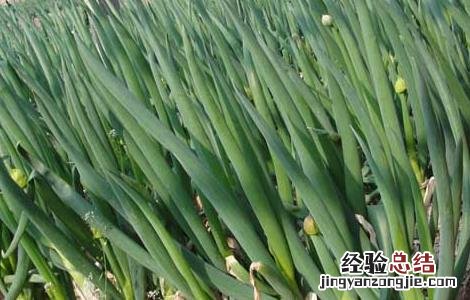 大葱的种植时间和方法 大葱的种植时间