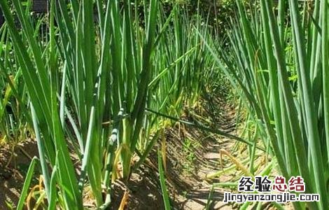 大葱的储存方法视频大全 大葱的储存方法