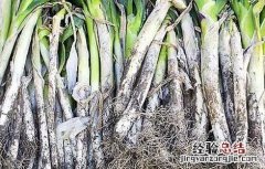 大葱的储存方法视频大全 大葱的储存方法
