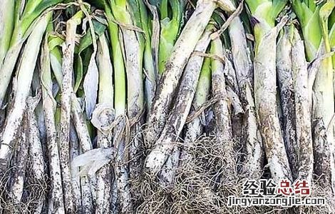大葱的储存方法视频大全 大葱的储存方法