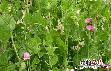 豌豆的種植時間是什么时候 豌豆的種植時間