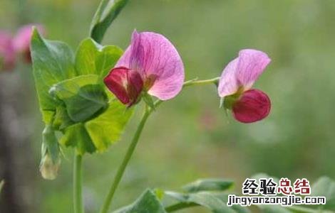 豌豆的種植時間是什么时候 豌豆的種植時間