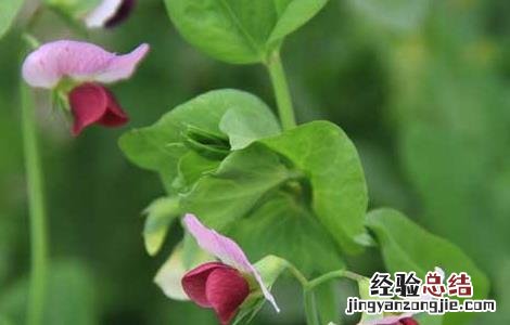 豌豆的種植時間是什么时候 豌豆的種植時間