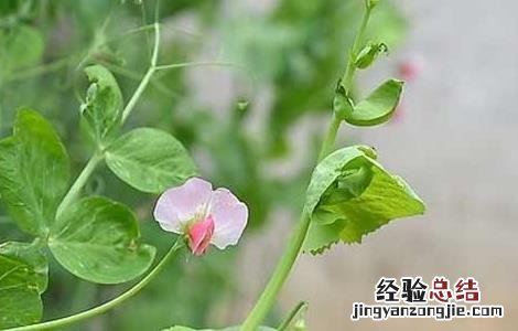 豌豆的種植時間是什么时候 豌豆的種植時間