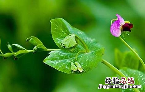豌豆的产地分布 豌豆的产地分布图
