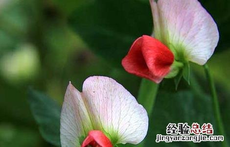 豌豆的产地分布 豌豆的产地分布图