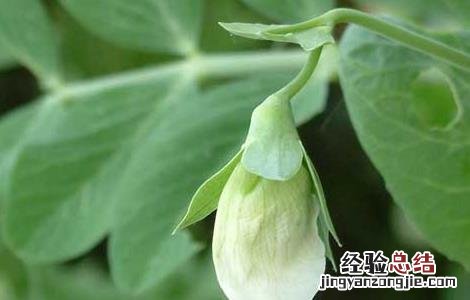 豌豆的产地分布 豌豆的产地分布图
