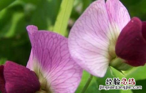 豌豆的产地分布 豌豆的产地分布图