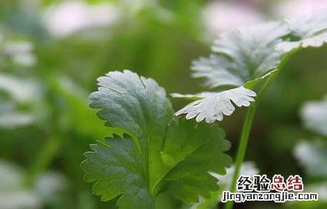 芹菜催芽技术 芹菜催芽技术要点