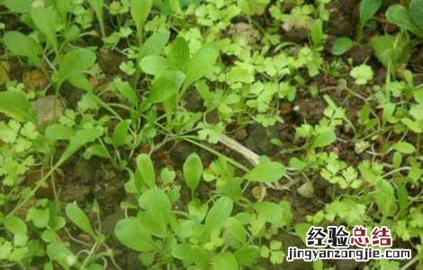 芹菜催芽技术 芹菜催芽技术要点