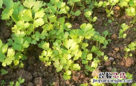 芹菜催芽技术 芹菜催芽技术要点