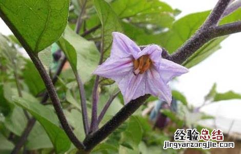 茄子的种植时间与温度 茄子的种植时间