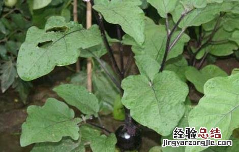 茄子的种植时间与温度 茄子的种植时间
