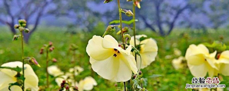 金花葵种植 金花葵种植效益与销路