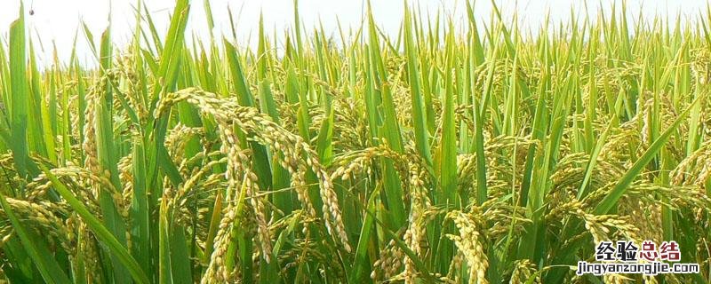 噻虫啉的杀虫范围 吡虫啉的杀虫范围