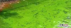 蓝藻是植物细胞吗 蓝藻是单细胞生物吗