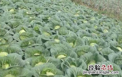 卷心菜的种植时间 卷心菜的种植时间及栽培技术