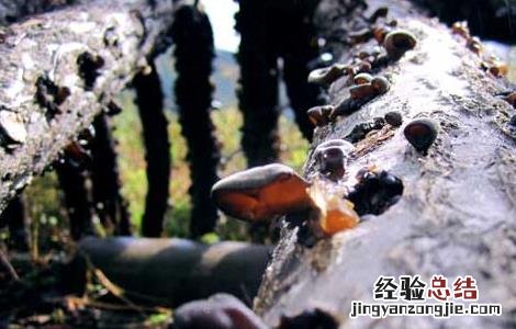 黑木耳的产地分布 黑山木耳产地在哪里