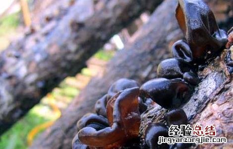 黑木耳的产地分布 黑山木耳产地在哪里