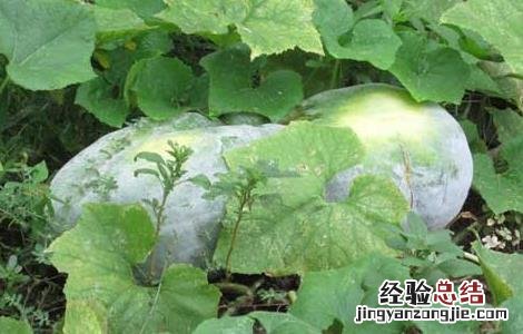 冬瓜的分布地区 冬瓜的产地分布