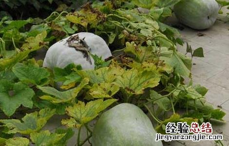 冬瓜的分布地区 冬瓜的产地分布