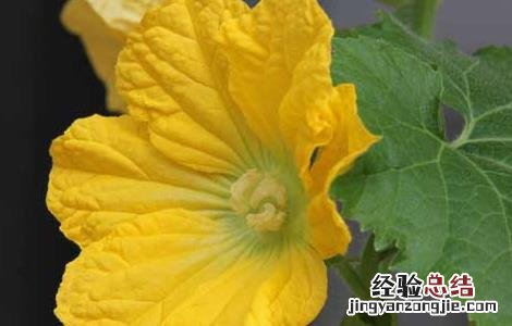 冬瓜的分布地区 冬瓜的产地分布