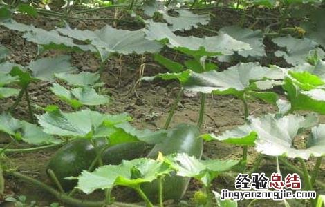 冬瓜的分布地区 冬瓜的产地分布