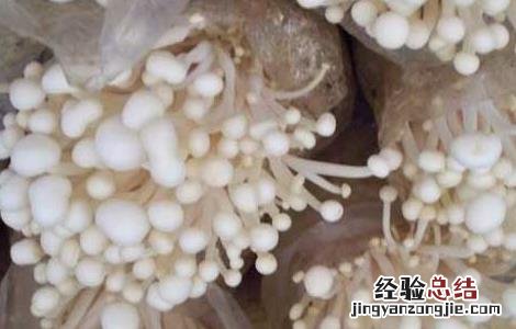 金针菇的保鲜技术 金针菇的保鲜技术视频