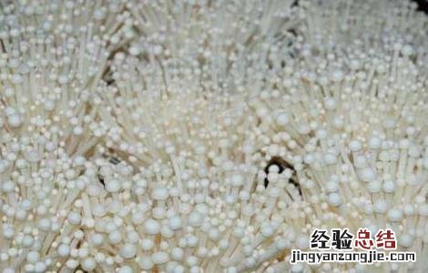 金针菇的保鲜技术 金针菇的保鲜技术视频