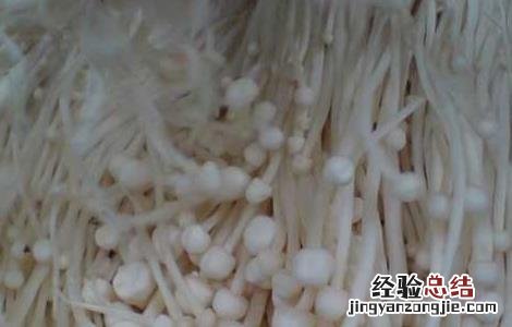 金针菇的产地分布 金针菇最大产地在什么地方