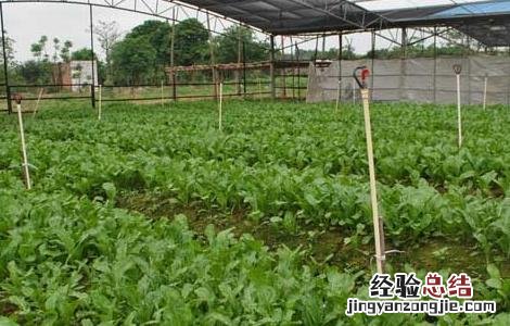 大棚蔬菜种植建造成本 蔬菜大棚建设标准和成本