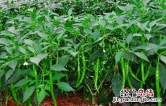 大棚蔬菜种植建造成本 蔬菜大棚建设标准和成本