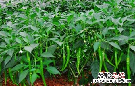大棚蔬菜种植建造成本 蔬菜大棚建设标准和成本