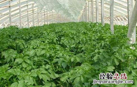 大棚蔬菜种植建造成本 蔬菜大棚建设标准和成本