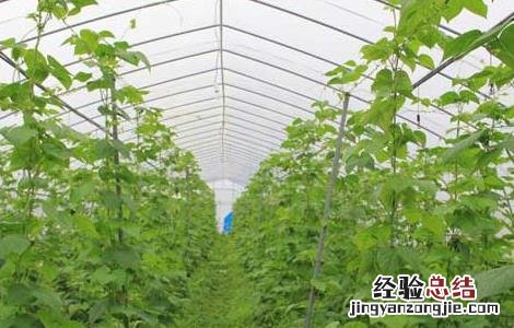 大棚蔬菜种植建造成本 蔬菜大棚建设标准和成本