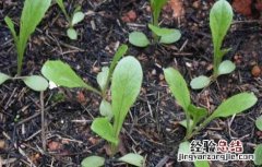 莴笋种子催芽处理方法 莴笋种子催芽处理方法视频
