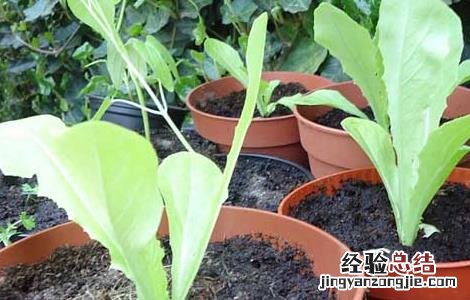莴笋種子催芽处理方法 莴笋種子催芽处理方法视频