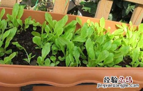 莴笋種子催芽处理方法 莴笋種子催芽处理方法视频