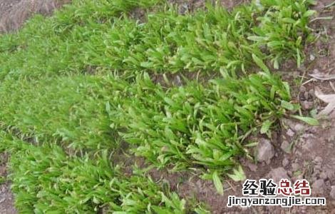 莴笋種子催芽处理方法 莴笋種子催芽处理方法视频