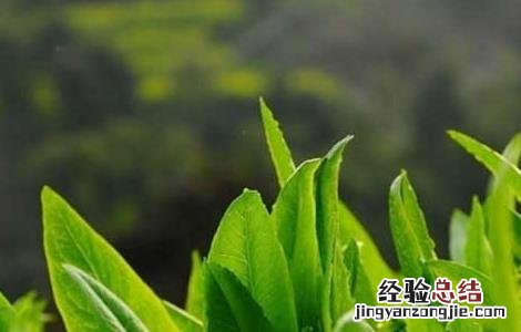 大棚莴笋种植技术 大棚莴笋种植技术培训