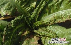 大棚莴笋種植技術 大棚莴笋種植技術培训