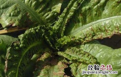 大棚莴笋种植技术 大棚莴笋种植技术培训