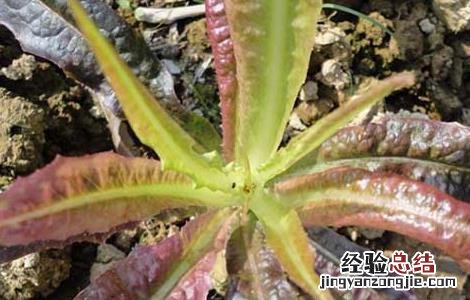 大棚莴笋种植技术 大棚莴笋种植技术培训