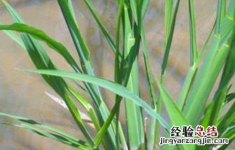 茭白的種植技術双季茭白的種植技術 茭白的種植技術