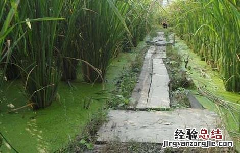 茭白的種植技術双季茭白的種植技術 茭白的種植技術