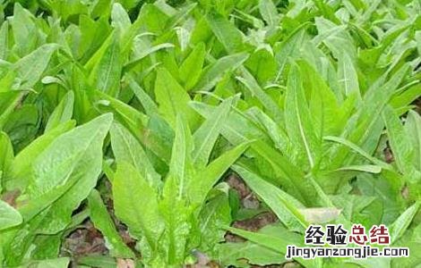 莴笋的产地分布 莴笋的原产地