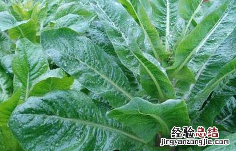 莴笋的产地分布 莴笋的原产地